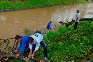 Pohon Tumbang Akibat Hujan Deras, Petugas Korsda Genteng Sigap Tangani Hambatan Saluran Air